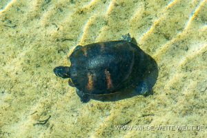 Sea-Turtle-Salt-Springs-Recreation-Area-Ocala-National-Forest-Florida-3-300x200 Sea Turtle