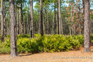 Serenoa-repens-und-Long-Leaf-Pine-Okefenokee-National-Wildlife-Refuge-Georgia-2-300x200 Serenoa repens und Long Leaf Pine