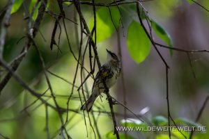 Singvogel-Corkscrew-Swamp-Sanctuary-Florida-2-300x200 Singvogel