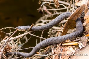 Snake-Fakahatchee-Strand-Preserve-Florida-2-300x200 Snake