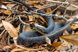 Snake-Fakahatchee-Strand-Preserve-Florida-300x200 Snake