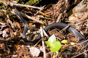 Snake-Fakahatchee-Strand-Preserve-Florida-4-300x200 Snake