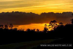 Sunset-Ocala-National-Forest-Florida-300x200 Sunset