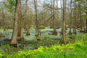Swamp-Atchafalaya-National-Wildlife-Refuge-Louisiana-3-300x200 Swamp