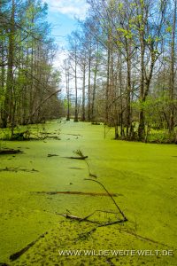 Swamp-Atchafalaya-National-Wildlife-Refuge-Louisiana-8-200x300 Swamp