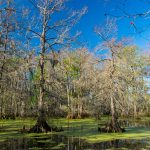 Swamp-Atchafalaya-National-Wildlife-Refuge-Louisiana-2 Lousiana's Swamps [Louisiana]