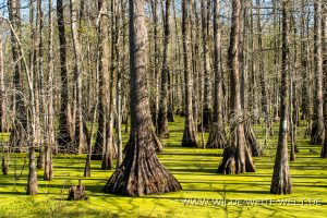 Swamp-Lake-Martin-Louisiana-4-300x200 Swamp