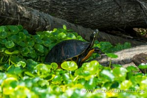 Turtle-Blue-Creek-Run-Ocala-National-Forest-Florida-300x200 Turtle