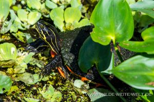 Turtle-Corkscrew-Swamp-Sanctuary-Florida-300x200 Turtle