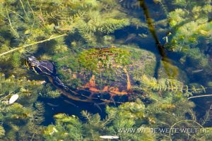 Turtle-HP-Williams-Picknick-Area-Big-Cypress-National-Preserve-Florida-300x200 Turtle