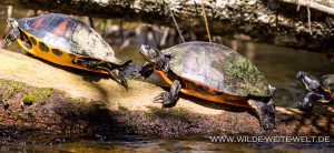 Turtle-Juniper-Creek-Ocala-National-Forest-Florida-10-300x138 Turtle