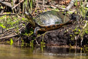 Turtle-Juniper-Creek-Ocala-National-Forest-Florida-12-300x200 Turtle