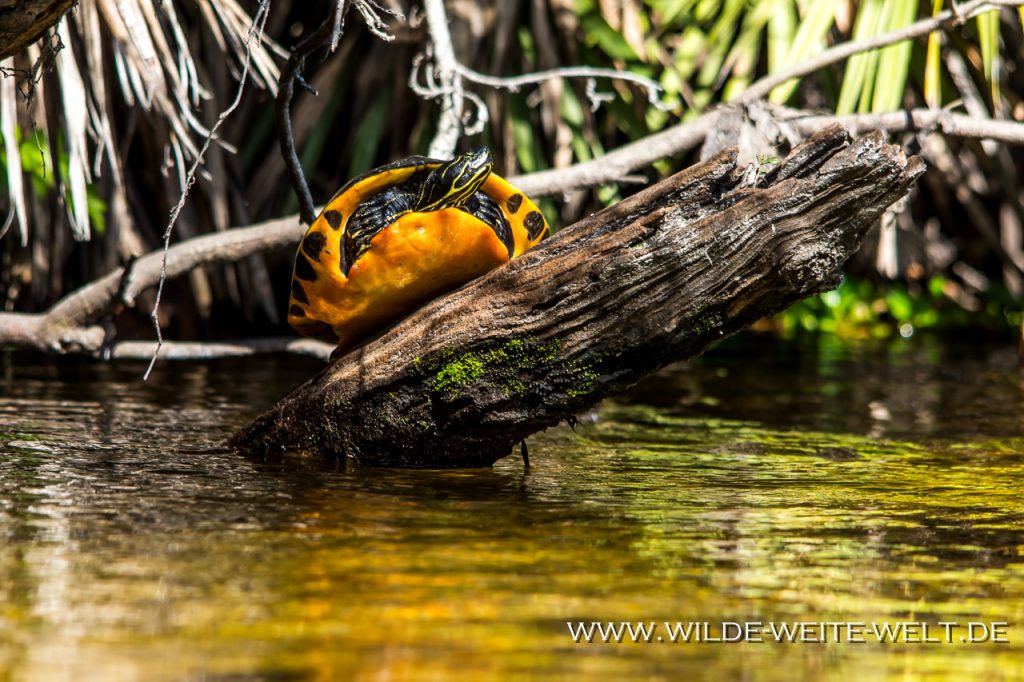 Turtles-Blue-Creek-Run-Ocala-National-Forest-Florida-3 Ocala National Forest und seine Wasserwege [Florida]