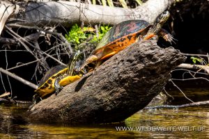 Turtle-Juniper-Creek-Ocala-National-Forest-Florida-16-300x200 Turtle