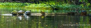 Turtles-Blue-Creek-Run-Ocala-National-Forest-Florida-3-1-300x94 Turtles