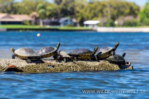 Turtles-Crystal-River-Florida-3-300x200 Turtles