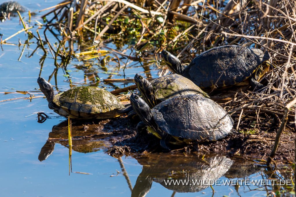 Turtles-Savannah-National-Wildlife-Refuge-South-Carolina-2 Savannah National Wildlife Refuge [South Carolina]
