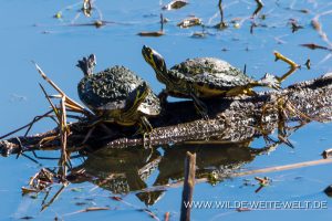 Turtles-Savannah-National-Wildlife-Refuge-South-Carolina-2-1-300x200 Turtles