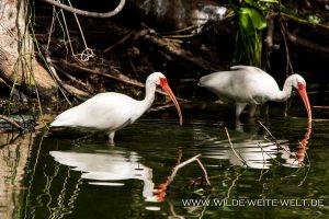 White-Ibis-Fakahatchee-Strand-Preserve-Florida-11-300x200 White Ibis
