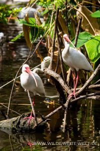 White-Ibis-Fakahatchee-Strand-Preserve-Florida-12-200x300 White Ibis