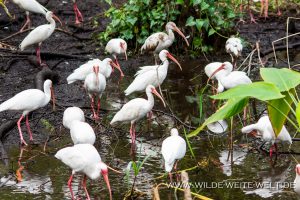 White-Ibis-Fakahatchee-Strand-Preserve-Florida-2-300x200 White Ibis