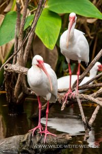 White-Ibis-Fakahatchee-Strand-Preserve-Florida-200x300 White Ibis