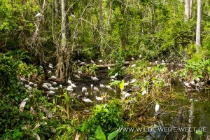 White-Ibis-Fakahatchee-Strand-Preserve-Florida-4-300x200 White Ibis