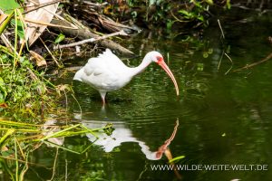 White-Ibis-Fakahatchee-Strand-Preserve-Florida-6-300x200 White Ibis