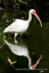 White-Ibis-Fakahatchee-Strand-Preserve-Florida-7-200x300 White Ibis