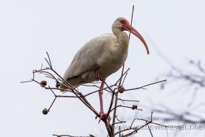 White-Ibis-Okefenokee-National-Wildlife-Refuge-Georgia-3-1-300x200 White Ibis