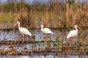 White-Ibis-Okefenokee-National-Wildlife-Refuge-Georgia-6-1-300x200 White Ibis