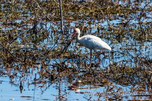 White-Ibis-Savannah-National-Wildlife-Refuge-South-Carolina-4-1-300x200 White Ibis