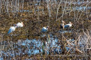 White-Ibis-Savannah-National-Wildlife-Refuge-South-Carolina-5-300x200 White Ibis