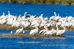 White-Pelicans-Canaveral-National-Seashore-Florida-4-1-300x200 White Pelicans