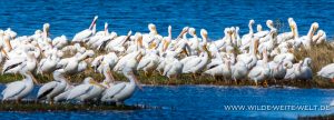White-Pelicans-Canaveral-National-Seashore-Florida-5-300x108 White Pelicans