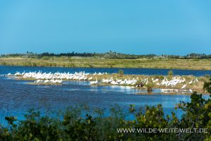 White-Pelicans-Canaveral-National-Seashore-Florida-7-300x200 White Pelicans