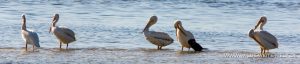 White-Pelicans-J.N.-Ding-Darling-National-Wildlife-Refuge-Sanibel-Island-Florida-2-300x64 White Pelicans