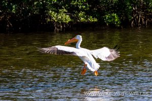 White-Pelicans-J.N.-Ding-Darling-National-Wildlife-Refuge-Sanibel-Island-Florida-3-300x200 White Pelicans