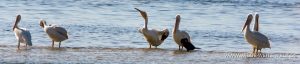 White-Pelicans-J.N.-Ding-Darling-National-Wildlife-Refuge-Sanibel-Island-Florida-300x64 White Pelicans