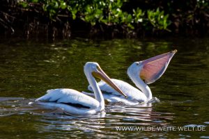 White-Pelicans-J.N.-Ding-Darling-National-Wildlife-Refuge-Sanibel-Island-Florida-6-300x200 White Pelicans