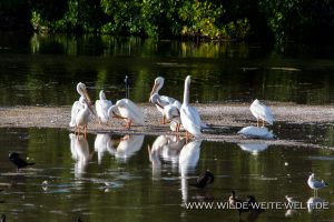 White-Pelicans-J.N.-Ding-Darling-National-Wildlife-Refuge-Sanibel-Island-Florida-7-300x200 White Pelicans