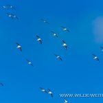 White-Ibis-Fakahatchee-Strand-Preserve-Florida-11 Everglades National Park, Big Cypress Reserve, Corkscrew Swamp, Fakahatchee Strand Preserve [Florida]