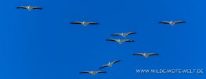 White-Pelicans-Marco-Island-Florida-3-300x116 White Pelicans