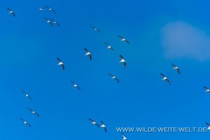 White-Pelicans-Marco-Island-Florida-300x200 White Pelicans