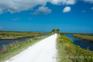 Wildlife-Drive-Black-Point-Wildlife-Drive-Merrit-Island-National-Wildlife-Refuge-Florida-3-1-300x200 Wildlife Drive