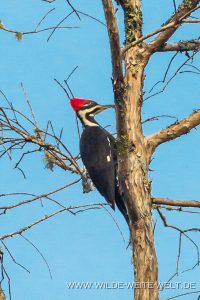 Woodpecker-Traders-Hill-Recreation-Area-Folkston-Georgia-4-200x300 Woodpecker