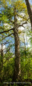 Würgefeige-Corkscrew-Swamp-Sanctuary-Florida-3-112x300 Würgefeige