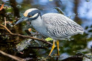 Yellow-Capped-Night-Heron-Corkscrew-Swamp-Sanctuary-Florida-2-300x200 Yellow Capped Night Heron