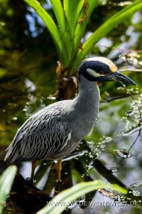Yellow-Capped-Night-Heron-Corkscrew-Swamp-Sanctuary-Florida-4-200x300 Yellow Capped Night Heron