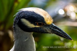 Yellow-Capped-Night-Heron-Corkscrew-Swamp-Sanctuary-Florida-5-300x200 Yellow Capped Night Heron